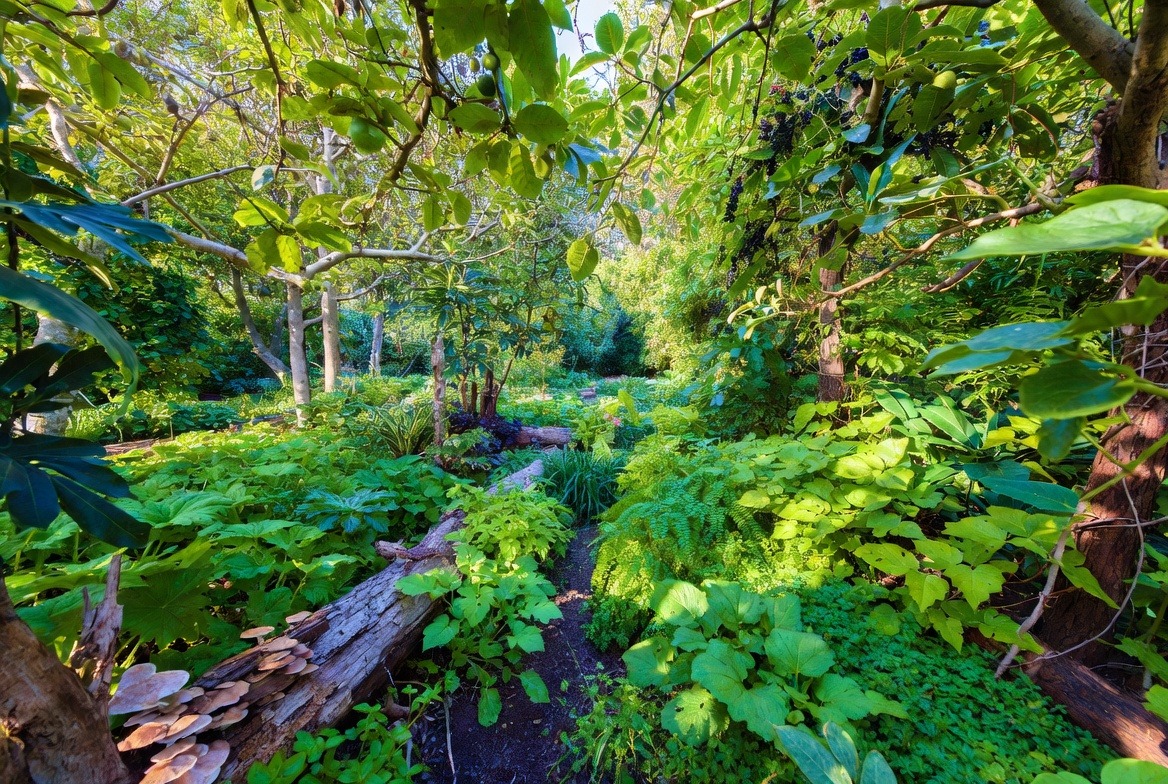 Bosque comestible